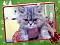 ������ ������� catsoska